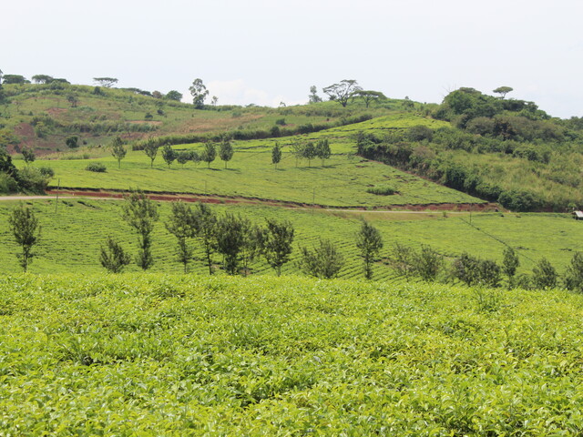 Kabarole