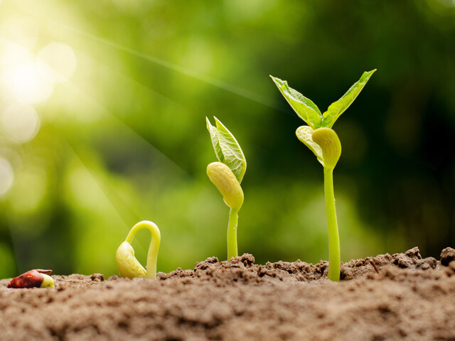 Sprouts