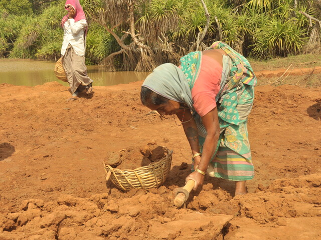Women in India working the land