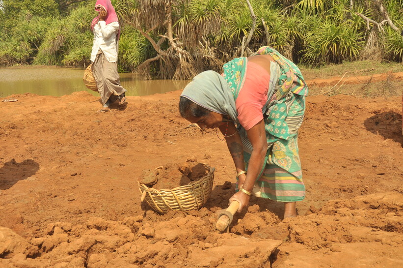 Women in India working the land