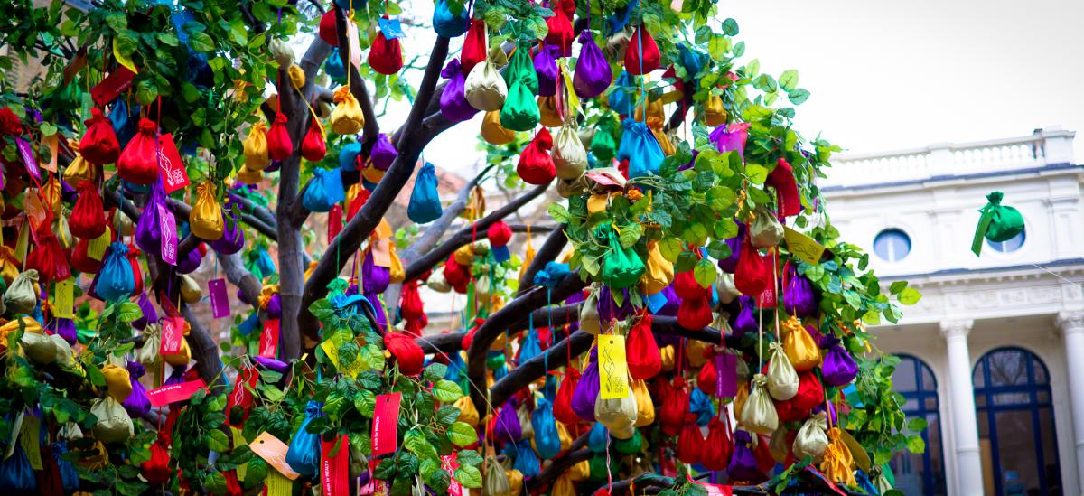Chinese money tree