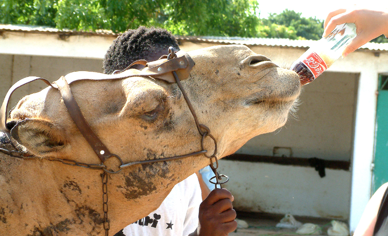 Young camel drinking Coke, The Gambia. Anguskirk / Flickr. CC BY-NC-ND 2.0 Young camel drinking Coke, The Gambia
