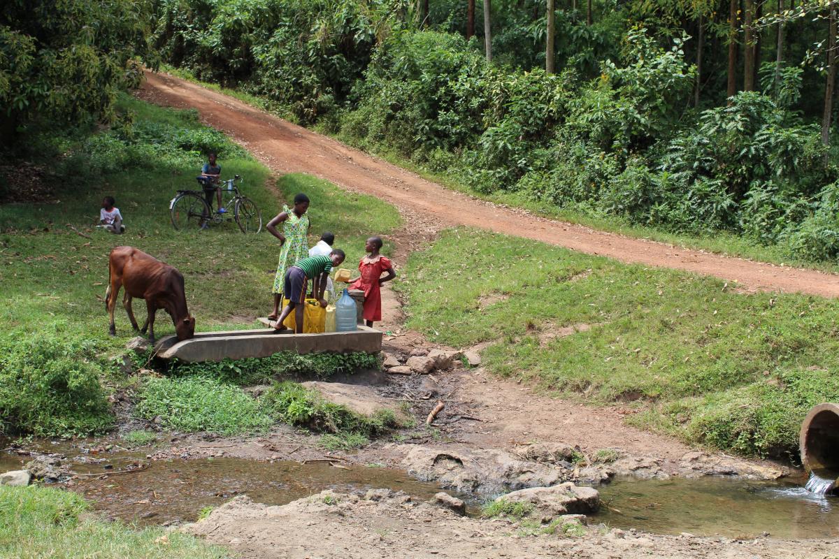 Fetching water from a water resource near the river Mpanga which is also used by cattle Fetching water from a water resource near the river Mpanga which is also used by cattle