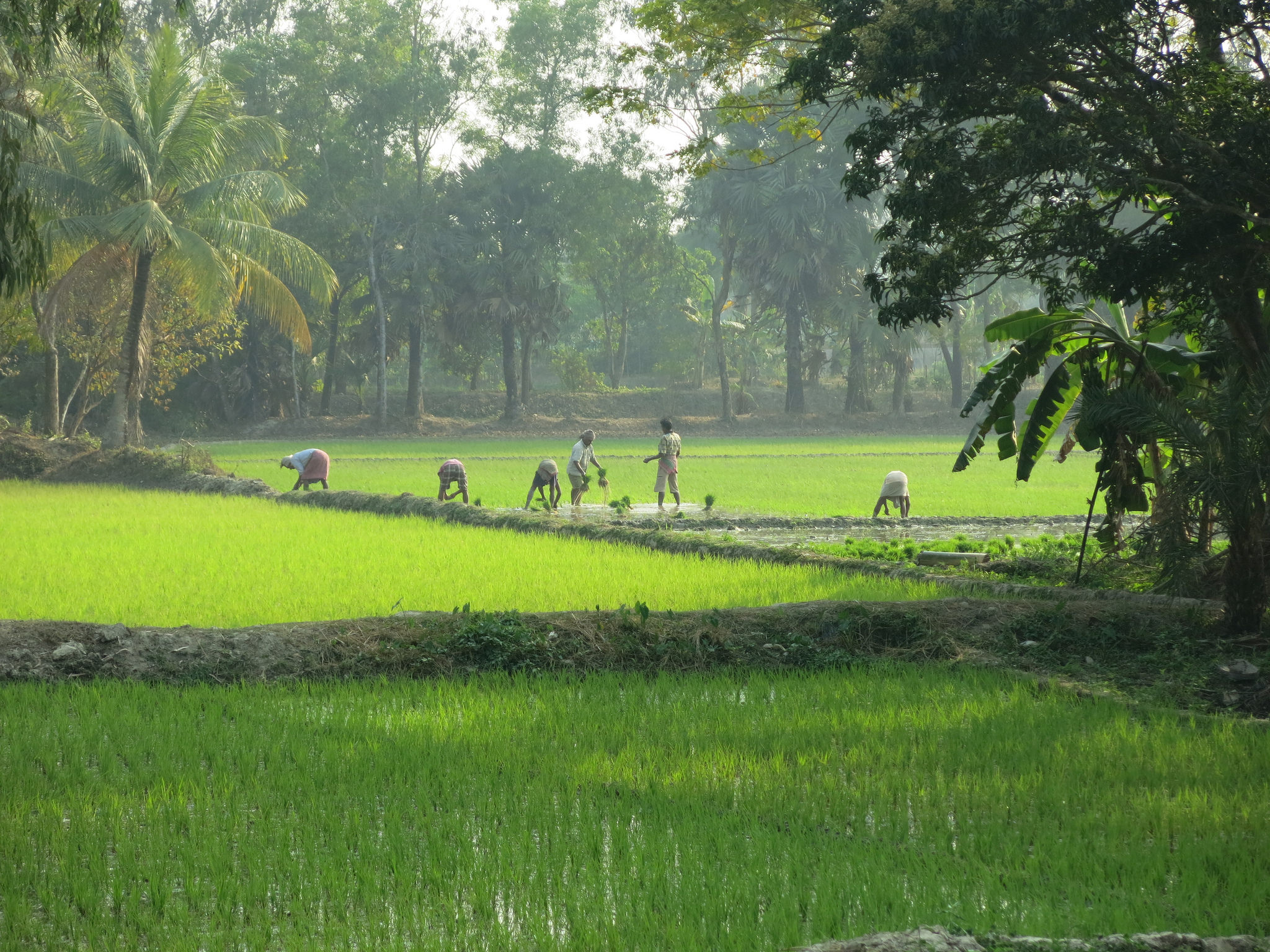 Working in a rice field in West Bengal, India Working in a rice field in West Bengal, India
