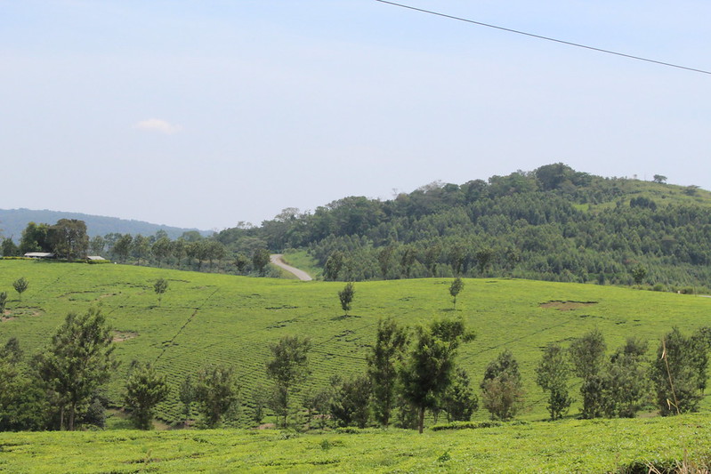 tea_plantation_in_kabarole_ug