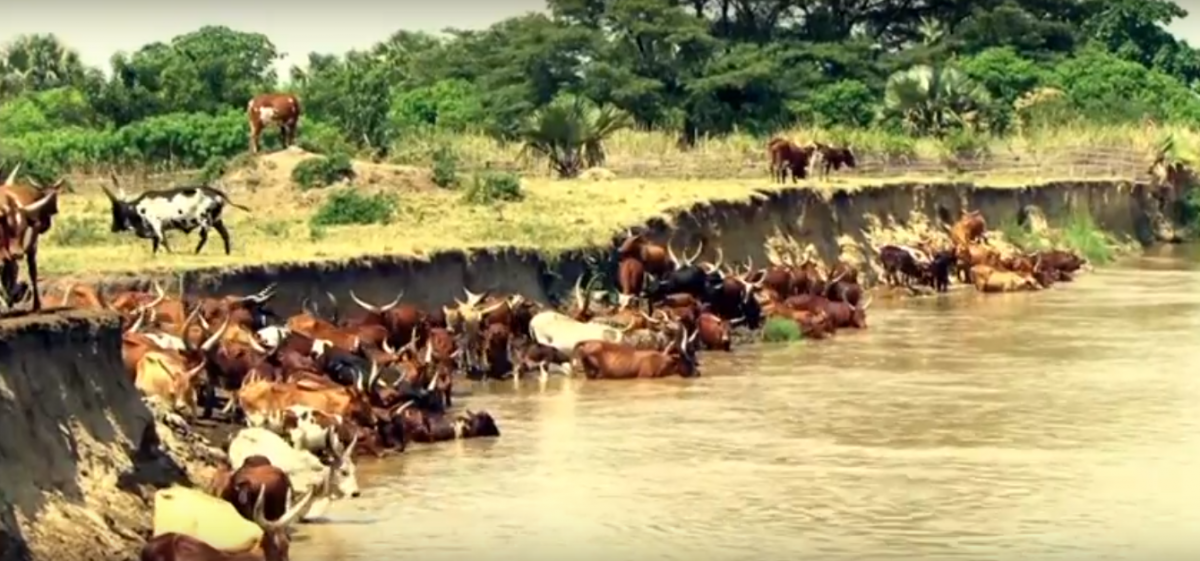 Still from the IRC Uganda / Watershed video "Water Resources: Partake and Protect" Still from the IRC Uganda / Watershed video "Water Resources: Partake and Protect"